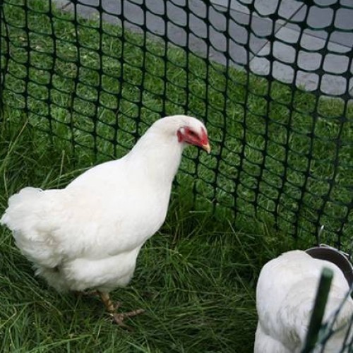 Council endorses backyard chicken pilot project in London.